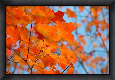 Framed Colorful Maple Leaf Trees Print