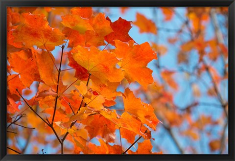 Framed Colorful Maple Leaf Trees Print