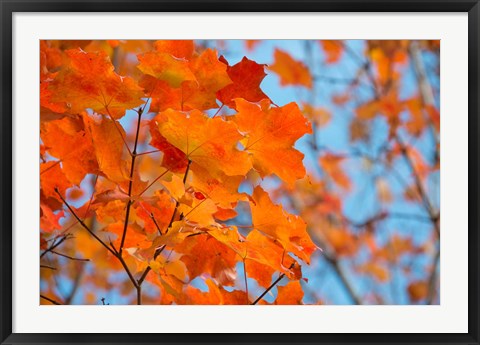 Framed Colorful Maple Leaf Trees Print