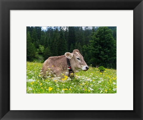 Framed Cattle on Karwendel Mountain Range Print