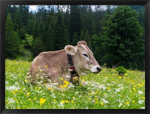 Framed Cattle on Karwendel Mountain Range Print