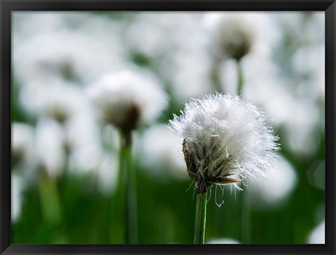 Framed White Cottongrass, Austria Print