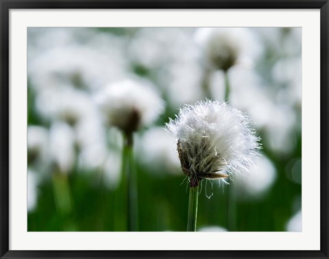 Framed White Cottongrass, Austria Print