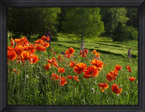 Framed Shampers Bluff Poppies Print