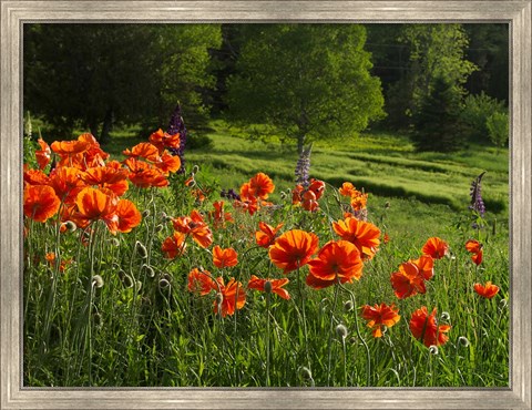 Framed Shampers Bluff Poppies Print