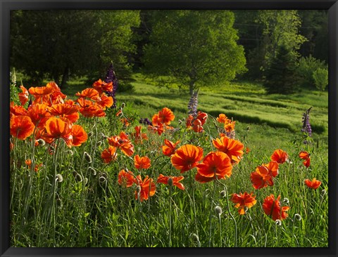 Framed Shampers Bluff Poppies Print