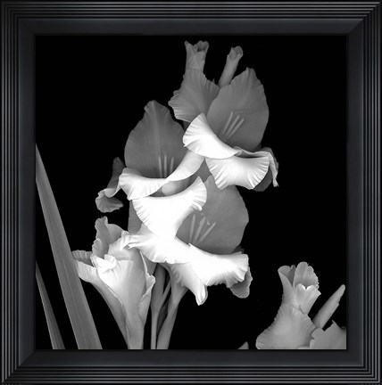 Framed Gladiola Print