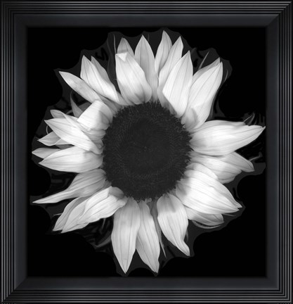 Framed Sunflower 1 Print