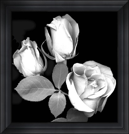 Framed Three Roses Print