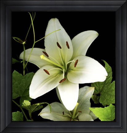 Framed White Lily 2 Print