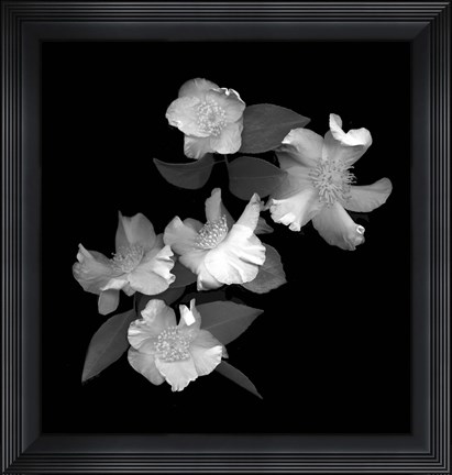 Framed White &amp; Pink Camellia Print