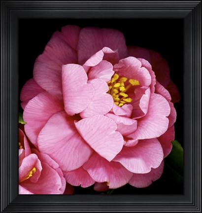 Framed Camellia Print