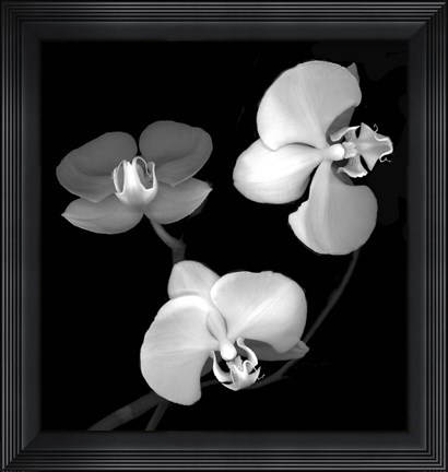 Framed Three Orchids Print