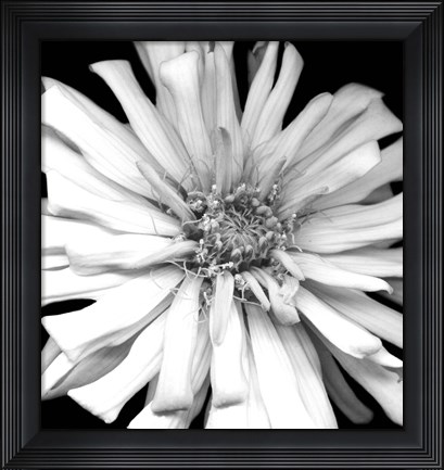 Framed Zinnia I Print