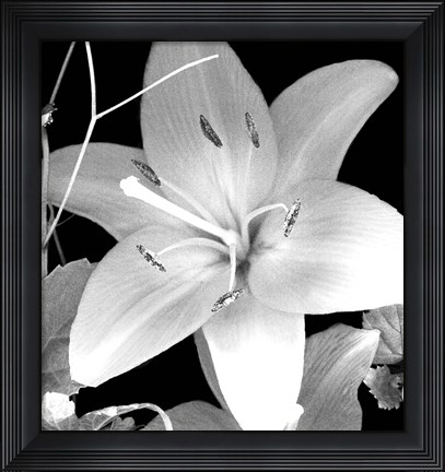 Framed White Lily II Print