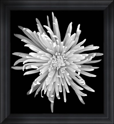 Framed Chrysanthemum 1 Print