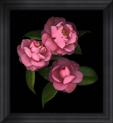 Framed Camellia 8 Print