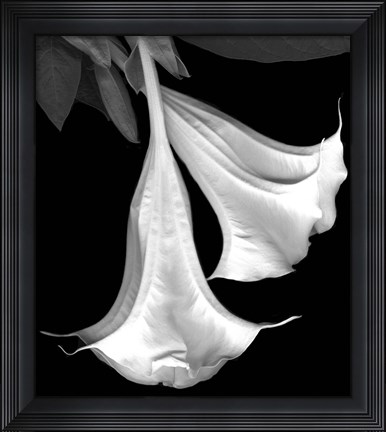 Framed Trumpet Flower Print