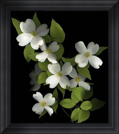 Framed Dogwood Print