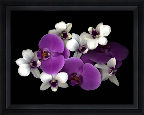 Framed Pink And White Orchids Print