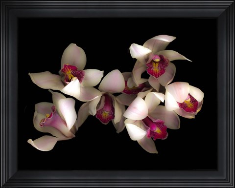 Framed Pink &amp; Fushia Orchid 1 Print