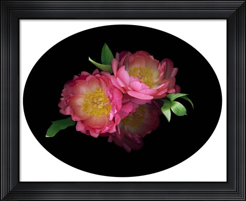 Framed 3 Peonies &#39;08 4 Print