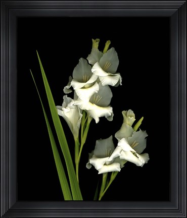 Framed Gladiola Print