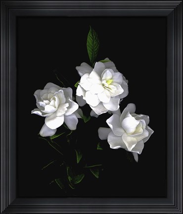 Framed Gardenia Print
