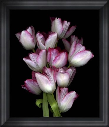Framed Tulips1 Print