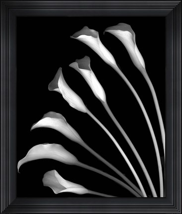 Framed Crystal Blush Calla Lilies Print