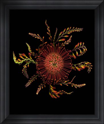 Framed Protea Pincushion Print
