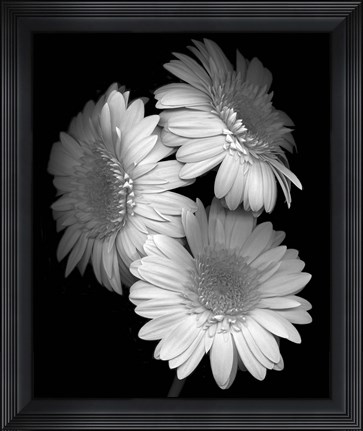 Framed Gerbera Daisy Print