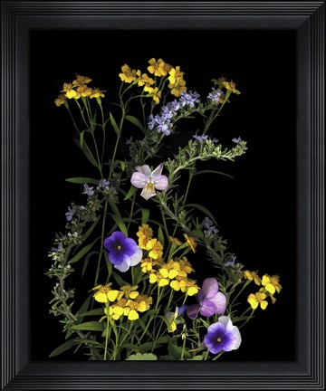 Framed Pansy, Rosemary &amp; French Tarragon Print