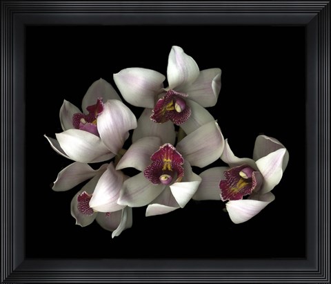 Framed Pale Pink&amp; Fushia Orchid 2 Print