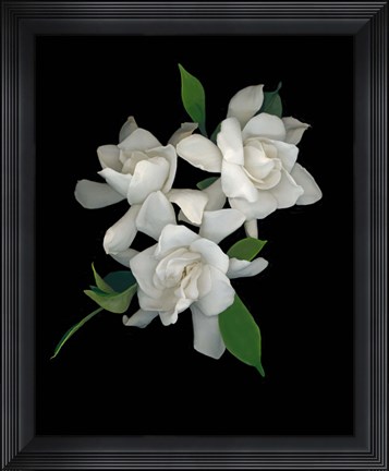 Framed Gardenias 2 Print