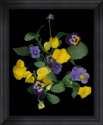 Framed Pansies 1 Print