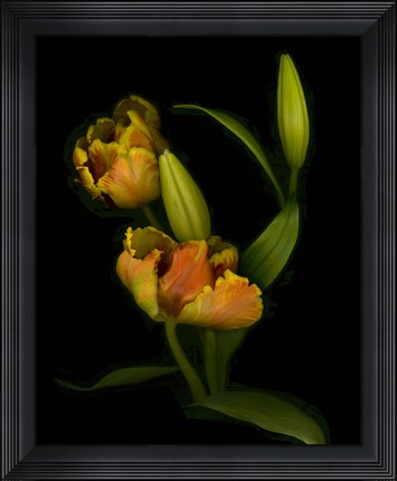Framed Tulips Print