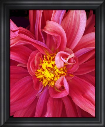 Framed Dahlia Print