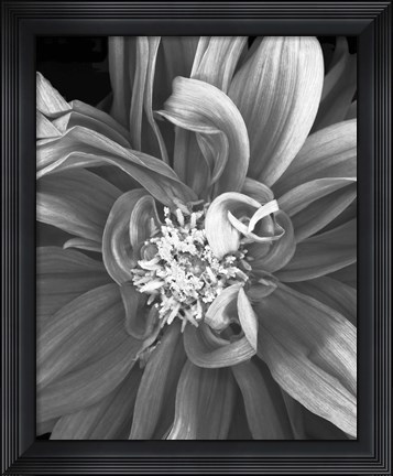 Framed Dalia 2013 Print