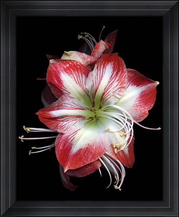 Framed Winter Amaryllis Print