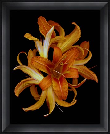 Framed Day Lilies Print