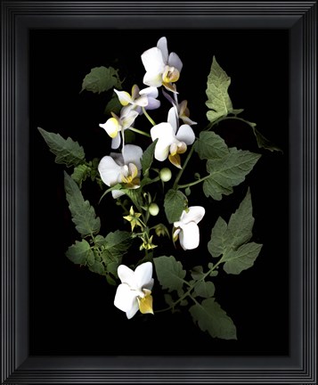 Framed Orchid With Cherry Tomato Print