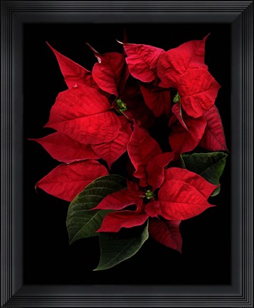 Framed Poinsettia 2014 Print