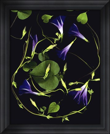 Framed Morning Glory Print