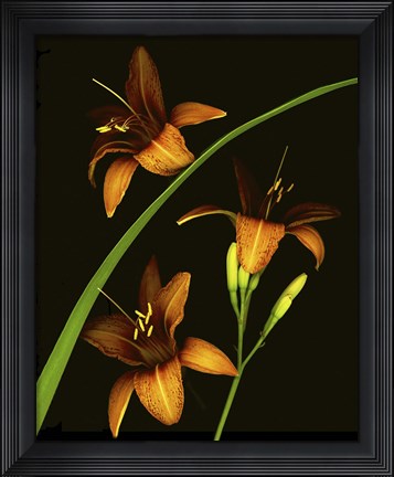 Framed Daylily Print