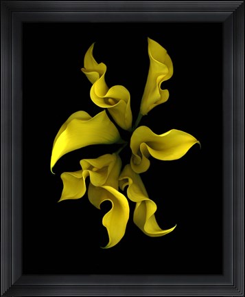 Framed Calla Lilies 4 Print