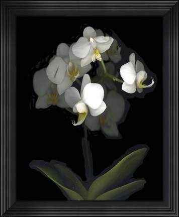 Framed Mini White Orchids Print