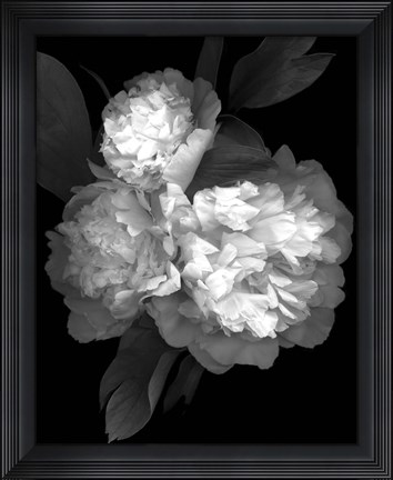 Framed Peony &#39;08 3 Print