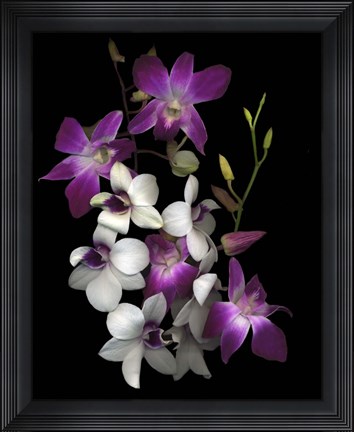 Framed Dendrobium Orchids Print