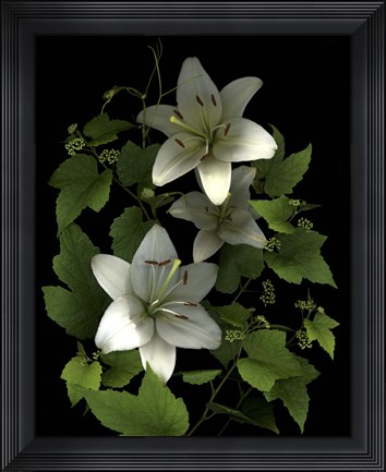 Framed White Lilies &#39;06 Print